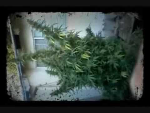 Baller Feat. Tweety, Wicket Point, Real One - All i ever Wanted