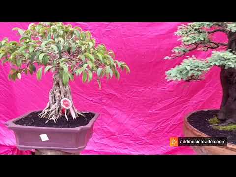 PPBI Cabang Kota Malang Kontes BONSAI Anggota Ranting Selatan (ABS) Pandanlandung 29-31Jan 2021