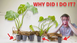 The Giant Monstera Deliciosa Node Update