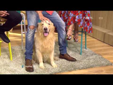 Pagi-Pagi 20 Oktober 2015 Part 1/5 - Tentang Anjing Peliharaan Bersama Ryan Delon