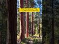 ❤️ this tree! Heres why…part 1. Ponderosa pine. Possibly the greatest! #shorts #fire