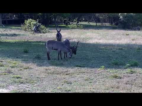 Djuma: Waterbuck herd and then Impala ram - 15:26 - 10/02/2022