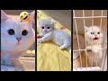 Cat Funny Videos Kitten Meowing FunnyCats Ep 2605