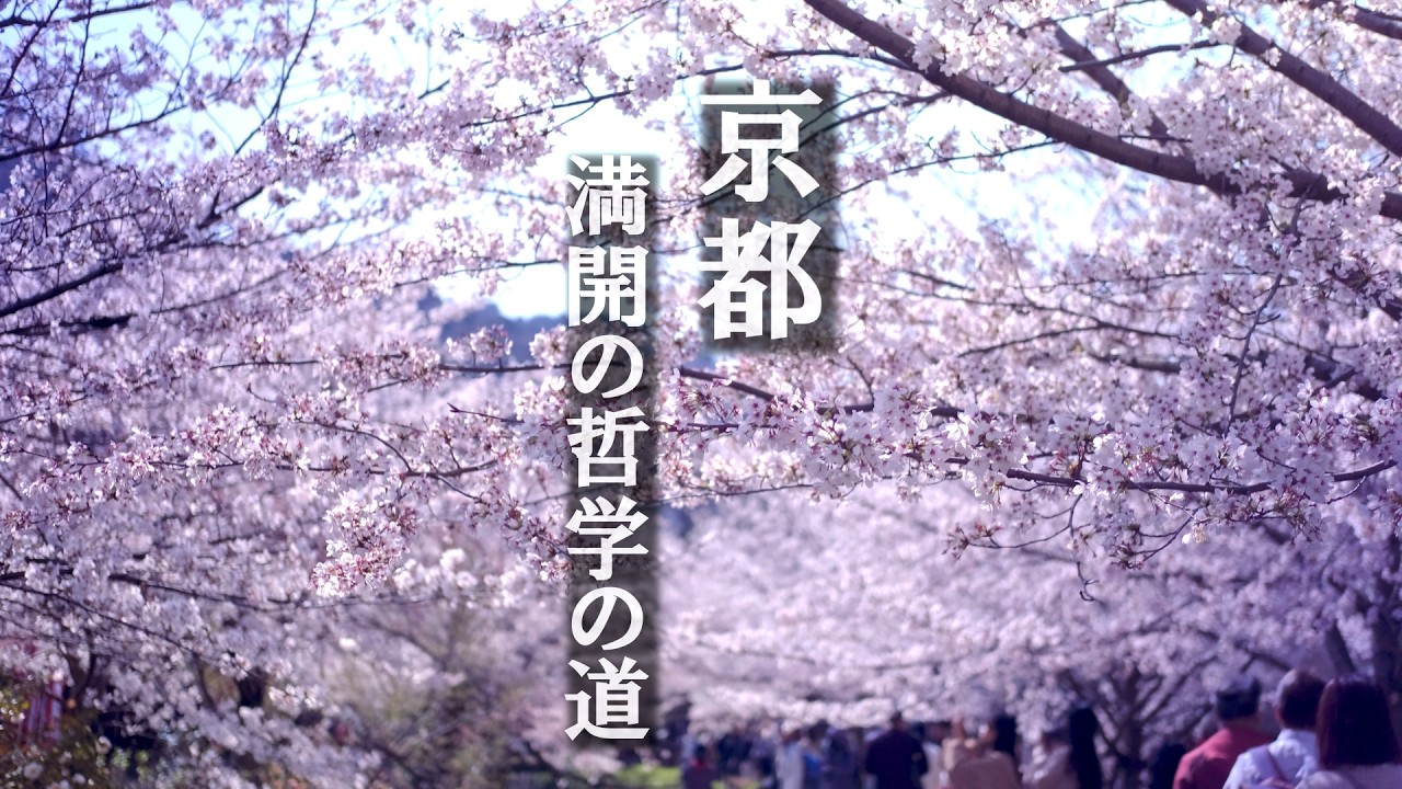 【京都 / 2026】哲学の道、満開の桜並木のお散歩と甘味処「叶 匠壽庵」でランチ。京都店限定の「このはな餅」をお留守番のマルプーにねだられる😊🐶