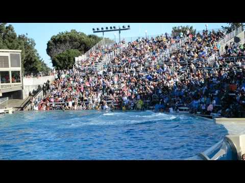 Jomana @ Shamo Show Sea World