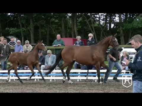 SL105CH Stutfohlen von Amber - Catoo - Carpaccio