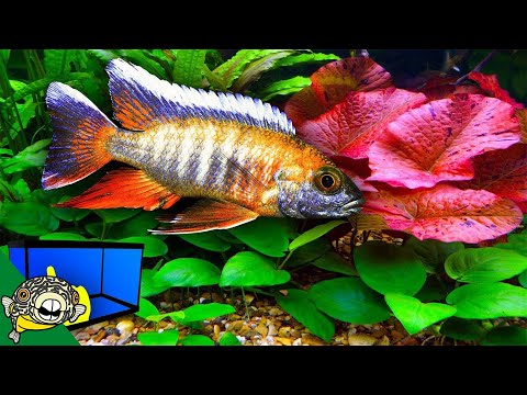 Planted African Cichlid Tank - How To