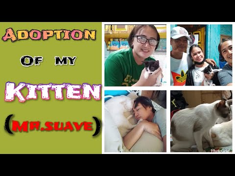 Adoption of my kitten(Mr Suave)