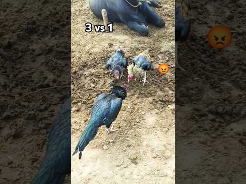 3 vs 1 Fight Aseel Fight #aseelmurga #fight #foryou #youtubeshorts #viralvideo #foryoupage