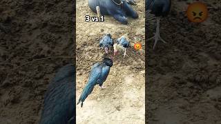 Download lagu 3 vs 1 Fight Aseel Fight #aseelmurga #fight #foryou #youtubeshorts #viralvideo #foryoupage mp3 Download lagu 3 vs 1 Fight Aseel Fight #aseelmurga #fight #foryou #youtubeshorts #viralvideo #foryoupage mp3