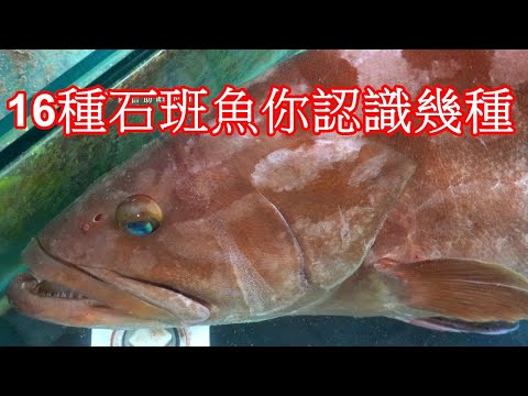 , title : '" 魚事你知道９" 認識石斑魚專輯 16種石班你認識幾種? 第一集 2022 Taiwan seafood market'