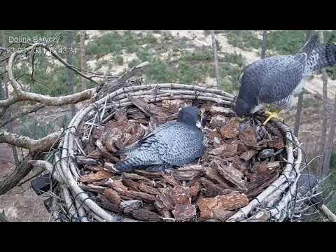 Sokół wędrowny Dolina Baryczy - Zdenka zmienia Borka.