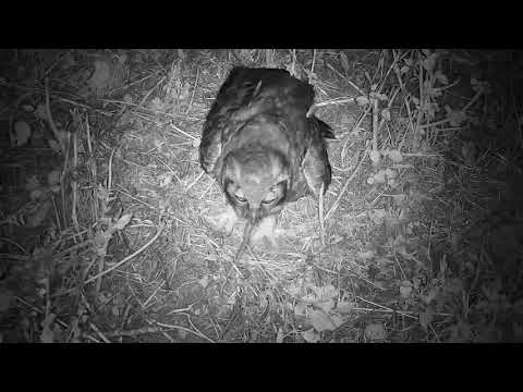 Djuma: Verreaux's Eagle Owl finds snake under cam - 21:44 - 03/05/21