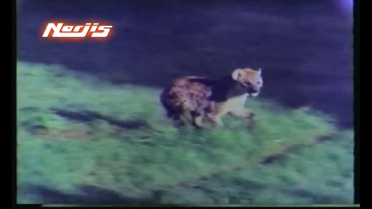 Dilwala Jag Me Daler Banega Lyrics | Habari | Sushma Shrestha | Sapan Jagmohan