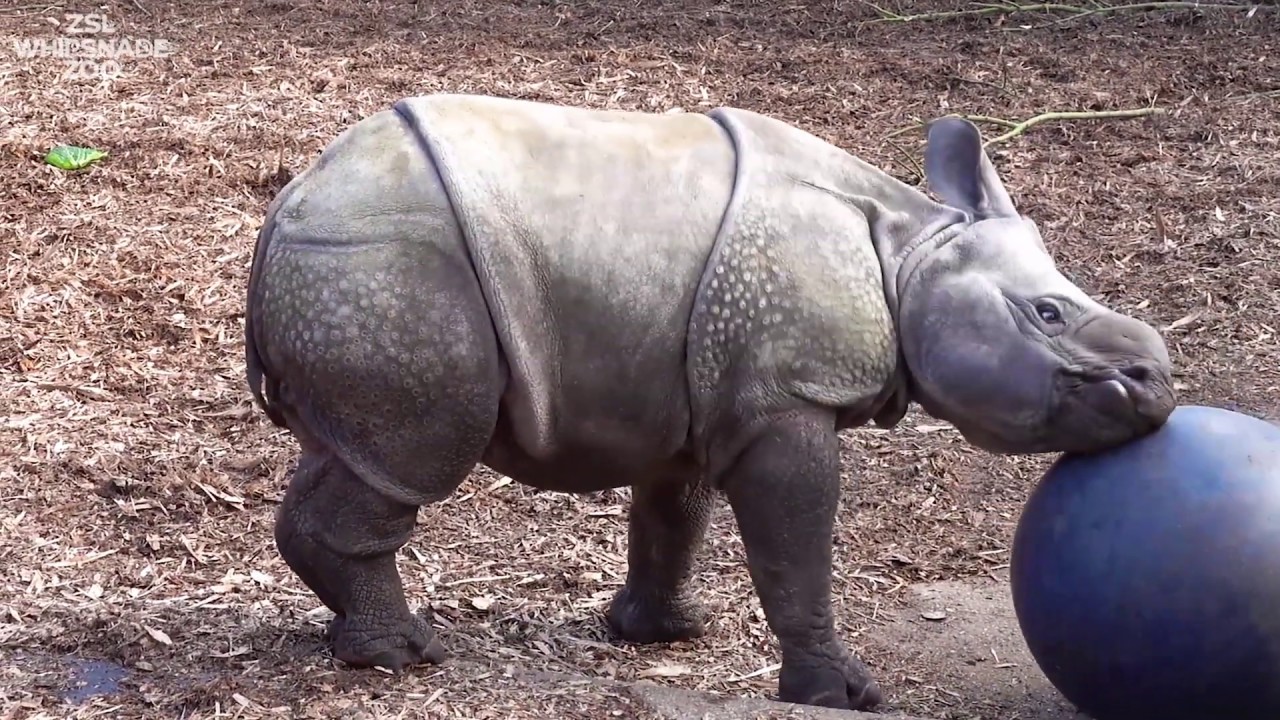 Just a baby rhino playing with a ball... - YouTube