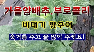 [텃밭농부 2,095]  가을양배추. 브로콜리 비대기에는 웃거름과 물을 자주 주세요! 양배추재배 #브로콜리재…