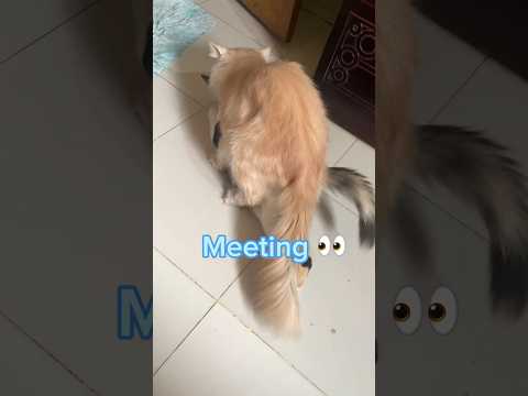 Cat meeting videos 😃|| female cat 1st time meeting #cat #shorts #meeting #viral #viralshorts #love