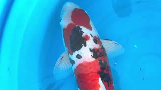 video van Meerstaps Sanke SA-V24-10270