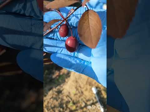 紫色の粉塵 植物