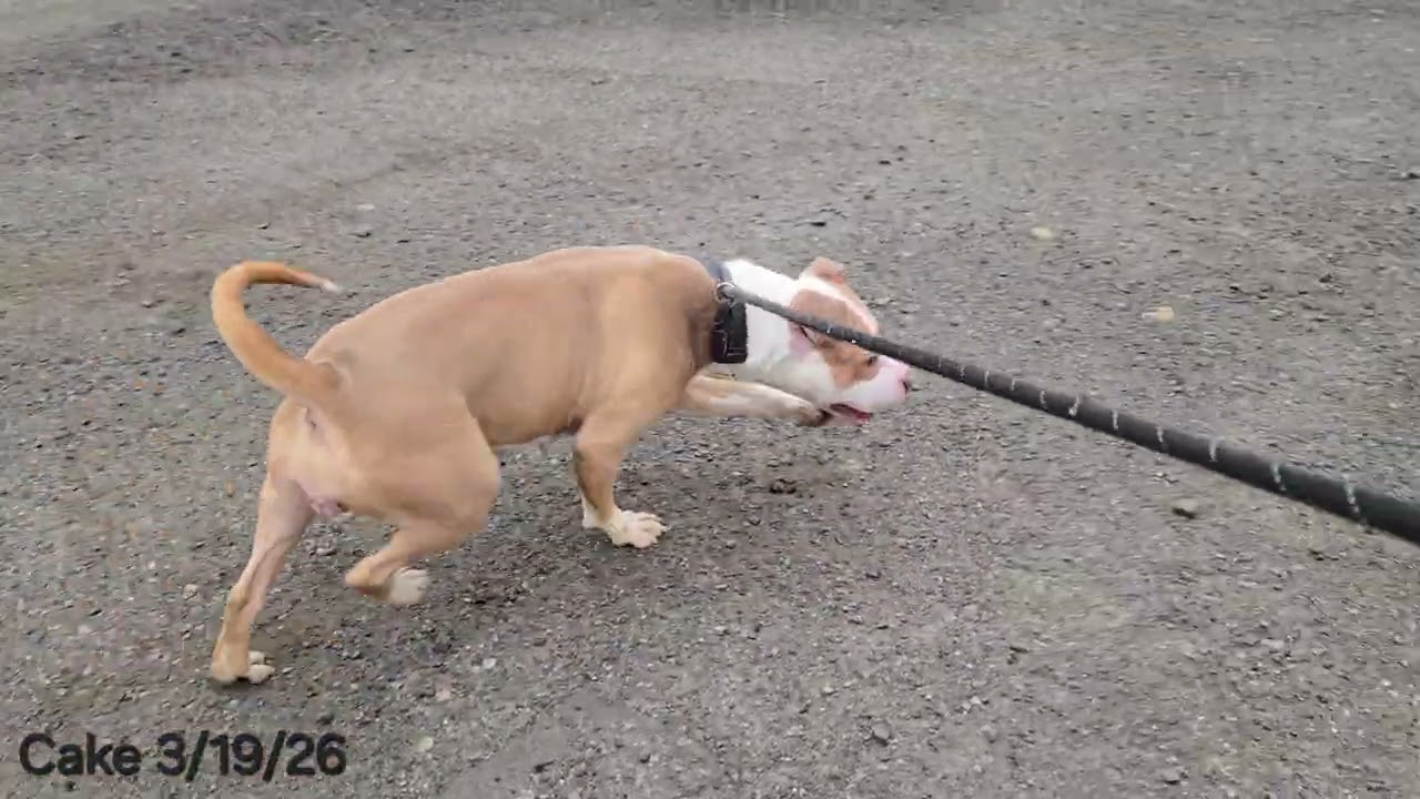 Enlarge Cake, an adopted Pit Bull Terrier in Trenton, NJ video 2/3