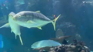 Underground Aquarium Restaurant in USA-Nashville Opry mills Mall 
