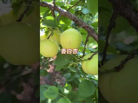 very sweet food #viralvideo #farming #fruit #song #love #bollywood #uyiamma #viral