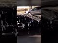 Birds poop on cars autotune