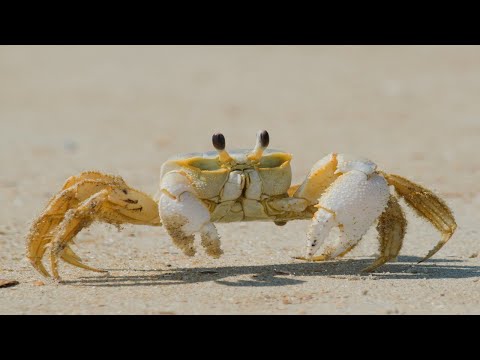 crabs 🦀🦀 @lahirunurturelife