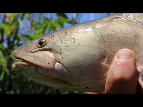 Fishing for Grennel in SECRET SPOT