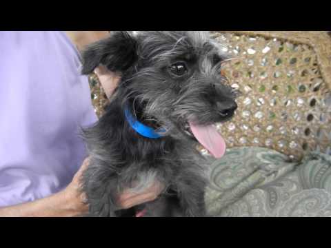 Mufasa, an adopted Schnauzer in Houston, TX_image-1