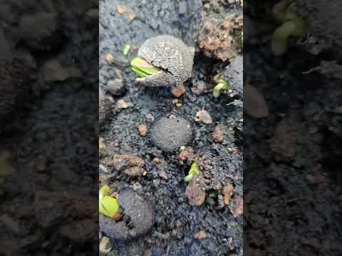 Seed Balls Neem Tree Seed Balls