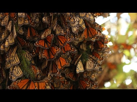 Trailer Wonders of Life BBC - Brian Cox