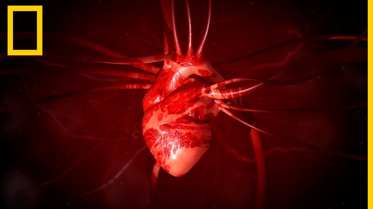 Corazón 101 | National Geographic en Español