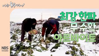 [나는농부다 281회] 최강 한파 눈 쌓인 밭에서 무 수확 아르바이트