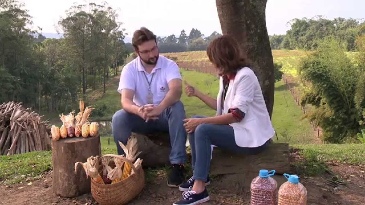 MILHO SEMENTE - Fortuna, Catarina e Colorado