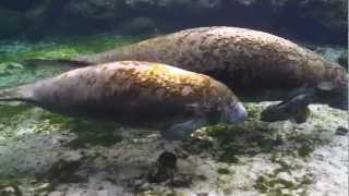 Jimmy Buffett Public Service Announcement for Save the Manatee Club