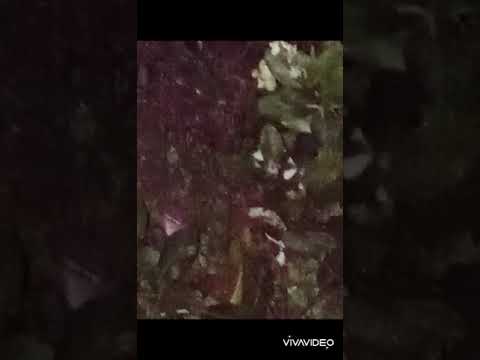 #night time view of my flowers small #garden  🥀🌼🌸