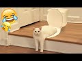 🐱 So Funny! Funniest Cats and Dogs 2024 🤣🤣 Best Funny Videos compilation Of The Month 🐈🐱