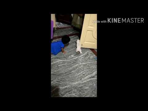 #likitha lucky # cute#dog#playing daughter.