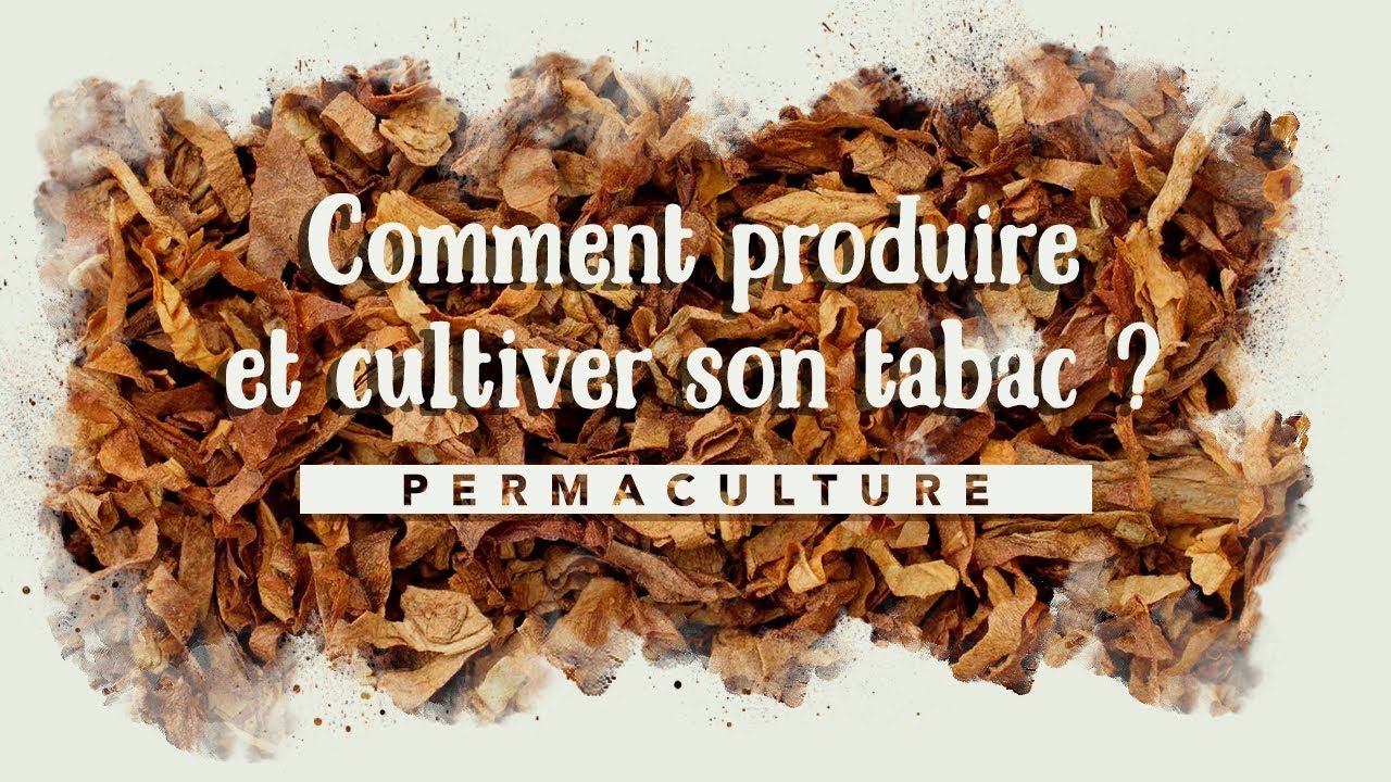 Comment produire et cultiver du tabac à la maison 