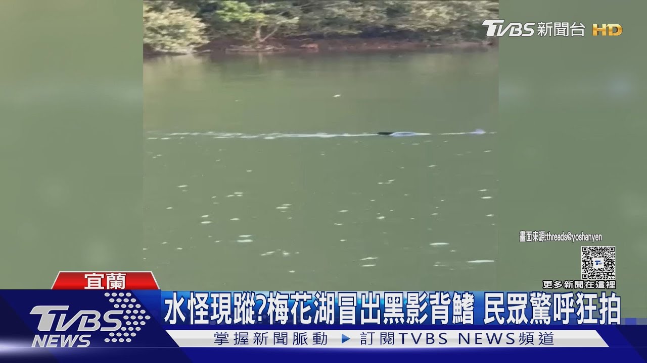 水怪現蹤?梅花湖冒出黑影背鰭 民眾驚呼狂拍