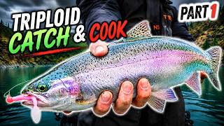 We Accidentally Found the BEST Trout Fishing of Our Lives (Triploids Everywhere)