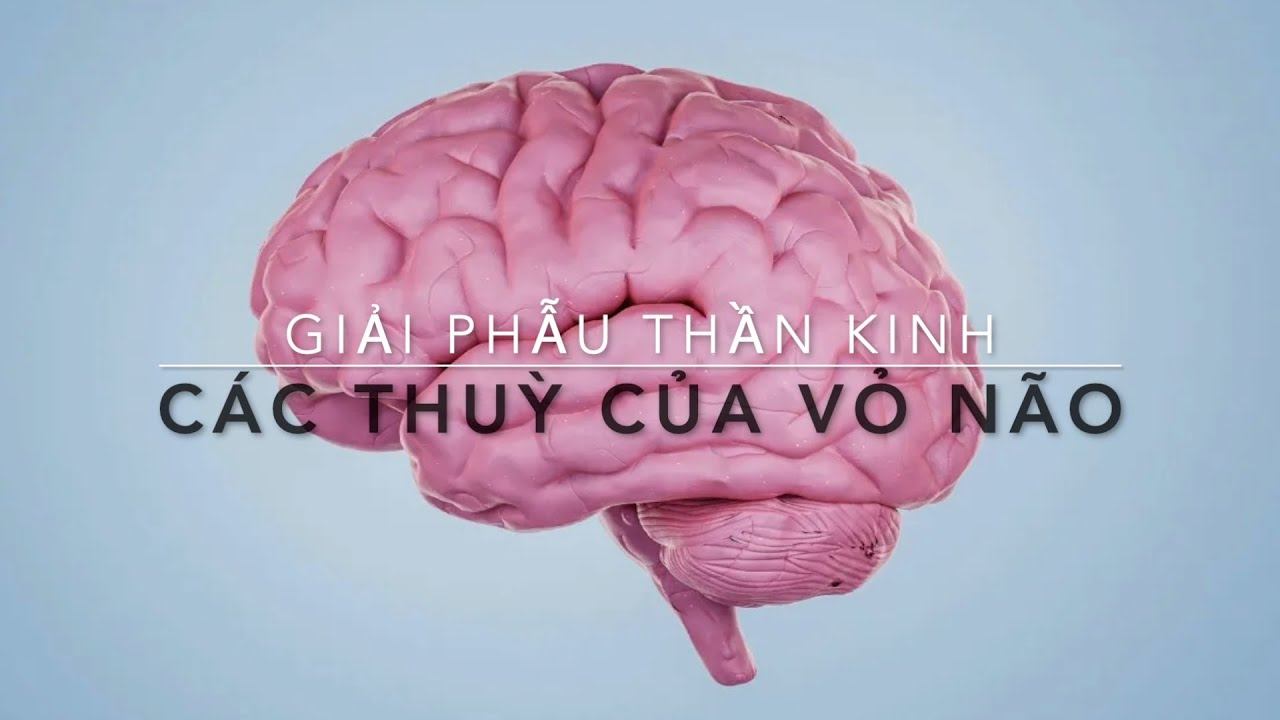 Các thuỳ của vỏ não