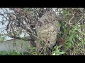 Large & Active Bald-Faced Hornet Nest Found in a Shrub in Somerville, NJ