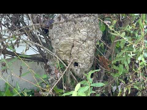 Large & Active Bald-Faced Hornet Nest Found in a Shrub in Somerville, NJ