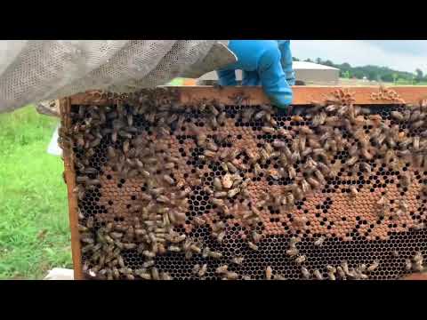Supercedure Cells | Beekeeping