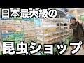 日本最大級の昆虫ショップ行ったらヤバいカブトムシが売ってたwwwww