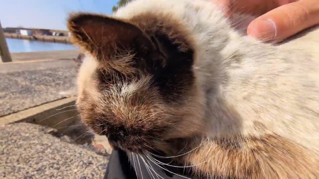 日差しが気持ち良く和んでいたけど黒猫様の圧が