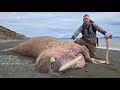 4 Days Camping Hunting For Dead Walrus Trolling For Bears
