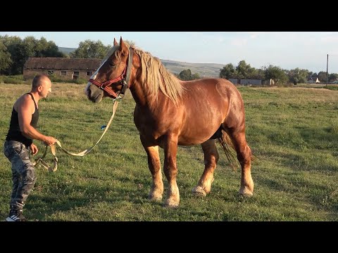 Caii lui Adi de la Tampa, Hunedoara - 2020 Nou!!!